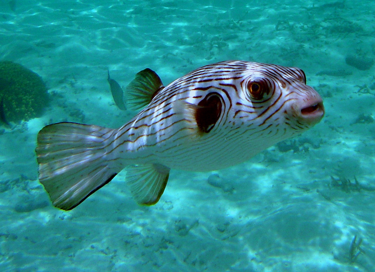 Arothron manilensis (Pesce palla striato)